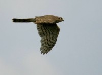 /album/birds-of-prey/sparrow-hawk1-jpg/